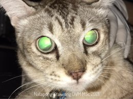ความดันโลหิตสูงกับตาบอดเฉียบพลัน